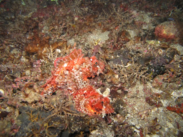 Scorpion fish